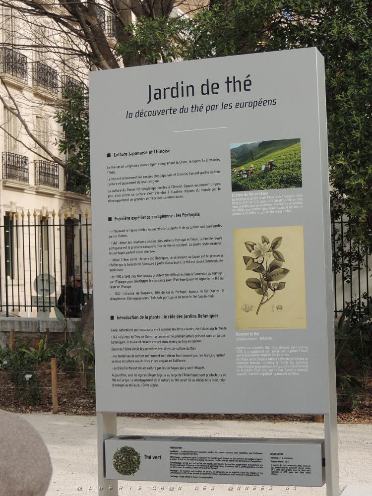 05 Jardin de The.JPG -           